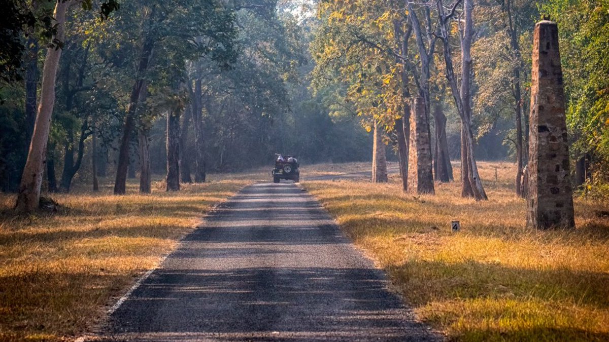 ttbfrommumbai's tweet image. #Tadoba Tiger Reserve with about 90-100 Tigers, it's one of the best places near Mumbai for tiger sightings. Other mammals include Indian Panthers, Sloth Bears, Gaur, Nilgai, Dhole, Striped Hyena, Little Indian Civet, wild cats, Sambar, Chausingha, and Honey Badger.
