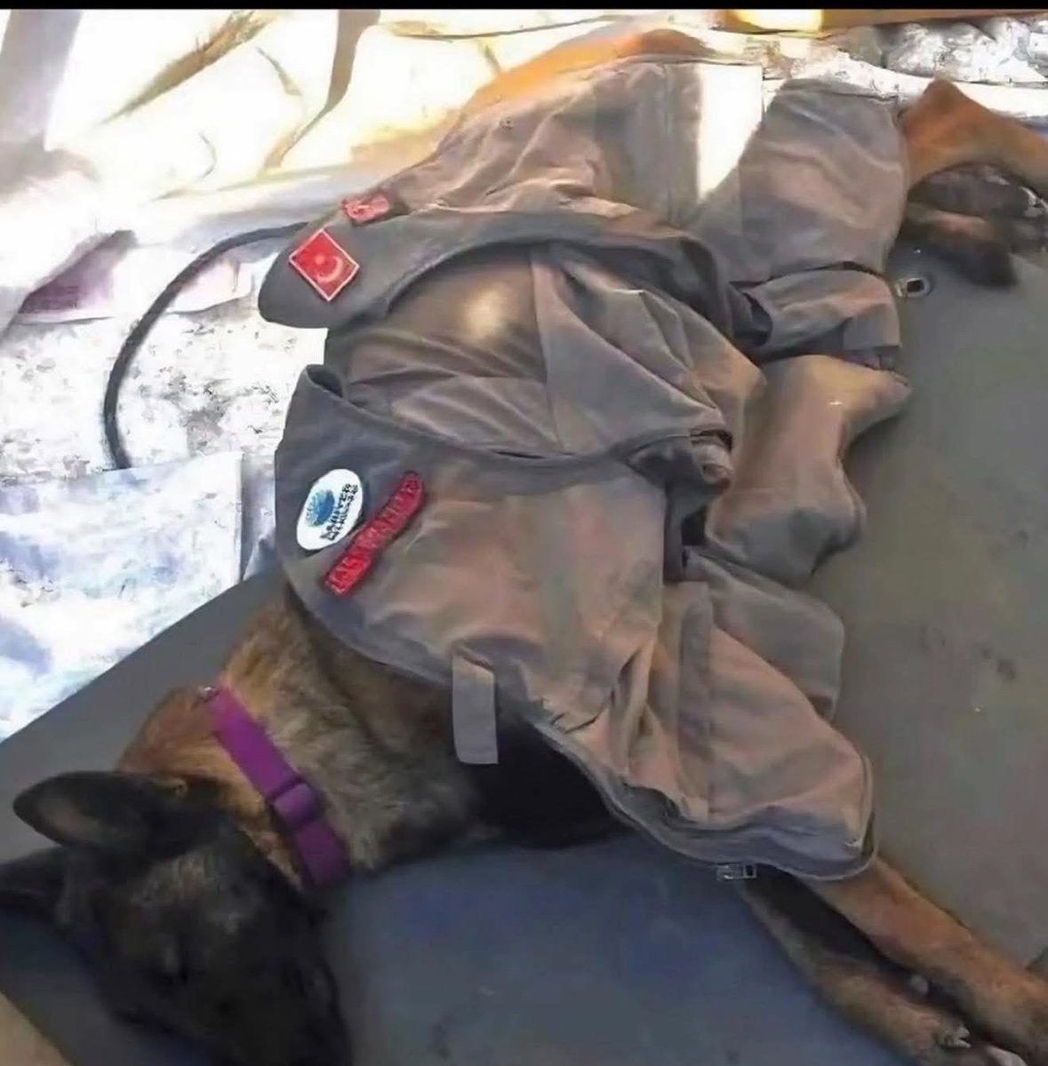 Puppies 🐶 tweet media