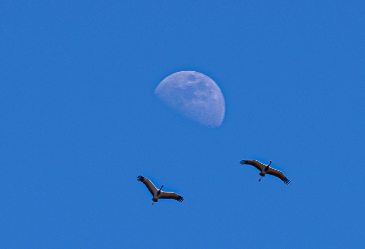 ydos777's tweet photo. 晴空悬月,双鹤齐飞。
#BirdsInFlight #MoonAndBack #NatureIsArt https://t.co/1AvYVBXYoi