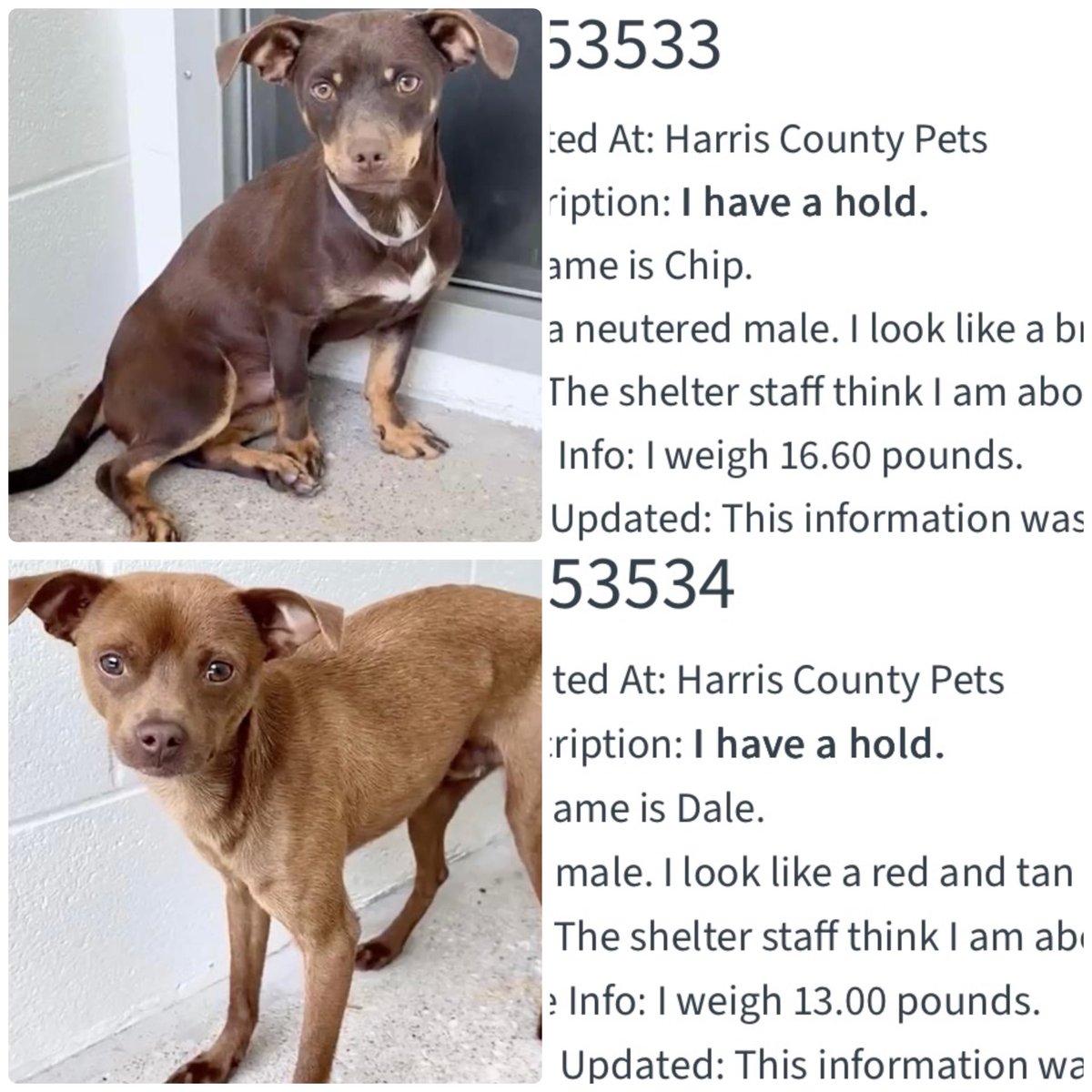 PawsnTails4TX's tweet image. 🎉🎉Our brothers 💙CHIP &amp;amp; 🩵DALE are both reserved! These sweet puppies will never know another day of shelter life or neglect again! Thank you all for giving them a future 🙏
More details to follow as I receive them! 
Happy tails boys 🎊🥳🐾
Houston #TX