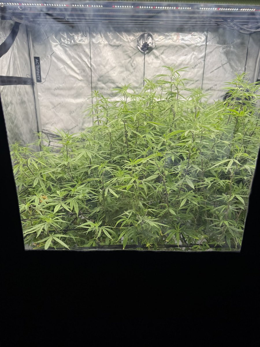 SlimmBankroll's tweet image. Ok I’m reloaded 🔫.. @jmaccTurnUp11 
🍊🍪 Orange Cookie🍊🍪
My girls ❤️ to flip on me.
Patience is a virtue my plants have taught me a lot..
#indoor #homegrown #za #grower #yolo #astroskeepers