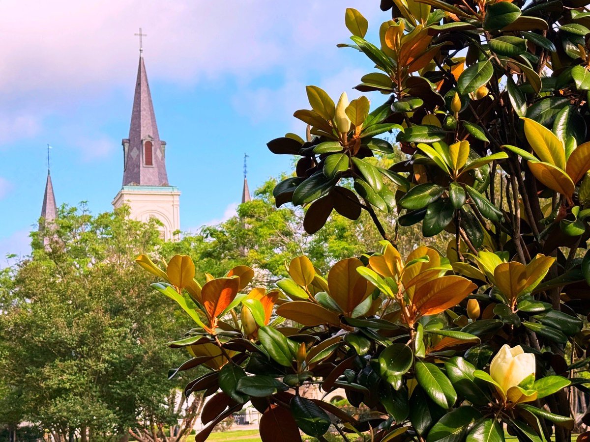DavidMora's tweet image. Sweet magnolias are blooming all over Jackson Square right now! 🤎🤍💚🩵💙

#MagnoliaSeason #NewOrleans