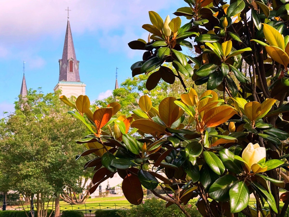 DavidMora's tweet image. Sweet magnolias are blooming all over Jackson Square right now! 🤎🤍💚🩵💙

#MagnoliaSeason #NewOrleans