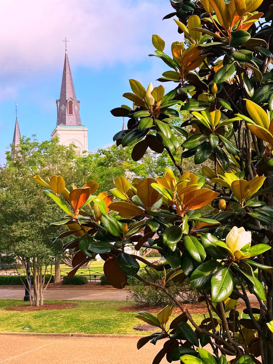 DavidMora's tweet image. Sweet magnolias are blooming all over Jackson Square right now! 🤎🤍💚🩵💙

#MagnoliaSeason #NewOrleans