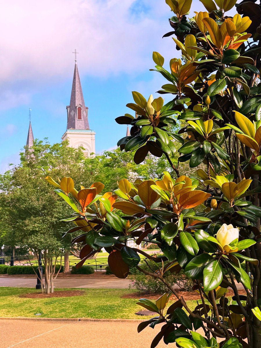 DavidMora's tweet image. Sweet magnolias are blooming all over Jackson Square right now! 🤎🤍💚🩵💙

#MagnoliaSeason #NewOrleans