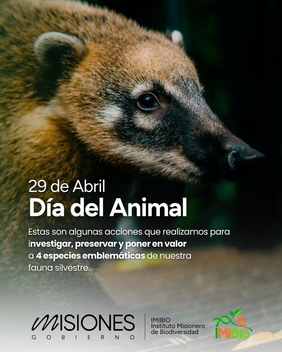 imibiomisiones's tweet image. #Efemerides En este Día del #animal, aprovechamos para contarte parte del trabajo que desde el IMiBio realizamos a diario para investigar, proteger y poner en valor cinco especies emblemáticas de nuestra fauna silvestre, muchas de ellas Monumentos Naturales de #Misiones