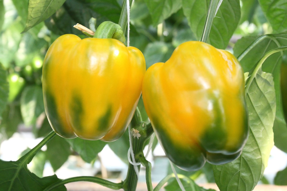 SeedWorldLATAM's tweet image. Embrapa is validating new pepper materials in Brazil for fresh markets, processing, and ornamental use—supporting more sustainable and competitive production.
#Agriculture #Peppers #Brazil #AgTech #Innovation

hubs.li/Q04bkWdZ0