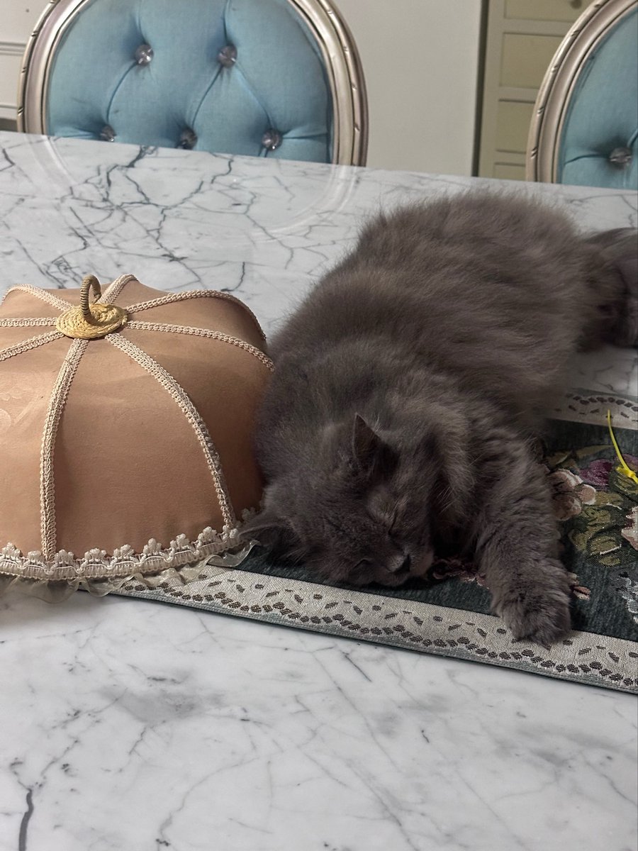 halo aku kucing tweet media