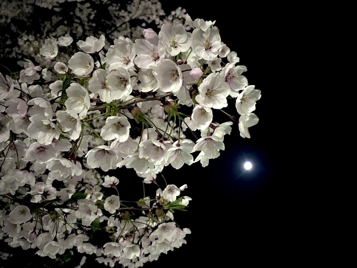 jtfb's tweet image. 2026.4.29 夜桜。
満月直前、月の綺麗な夜でした。

また来年も見れたらいいね。

Place: 札幌市白石区
Camera: iPhone 12 （広角レンズ）
Apple『写真』アプリにて補正 / 調整

#桜 #夜桜 #札幌 #iPhone12