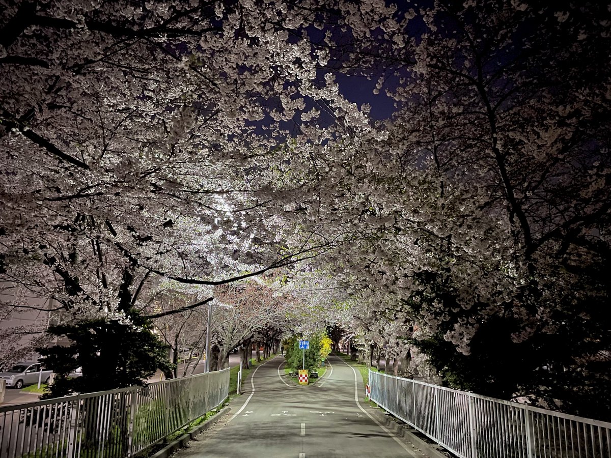 jtfb's tweet image. 2026.4.29 夜桜。
満月直前、月の綺麗な夜でした。

また来年も見れたらいいね。

Place: 札幌市白石区
Camera: iPhone 12 （広角レンズ）
Apple『写真』アプリにて補正 / 調整

#桜 #夜桜 #札幌 #iPhone12