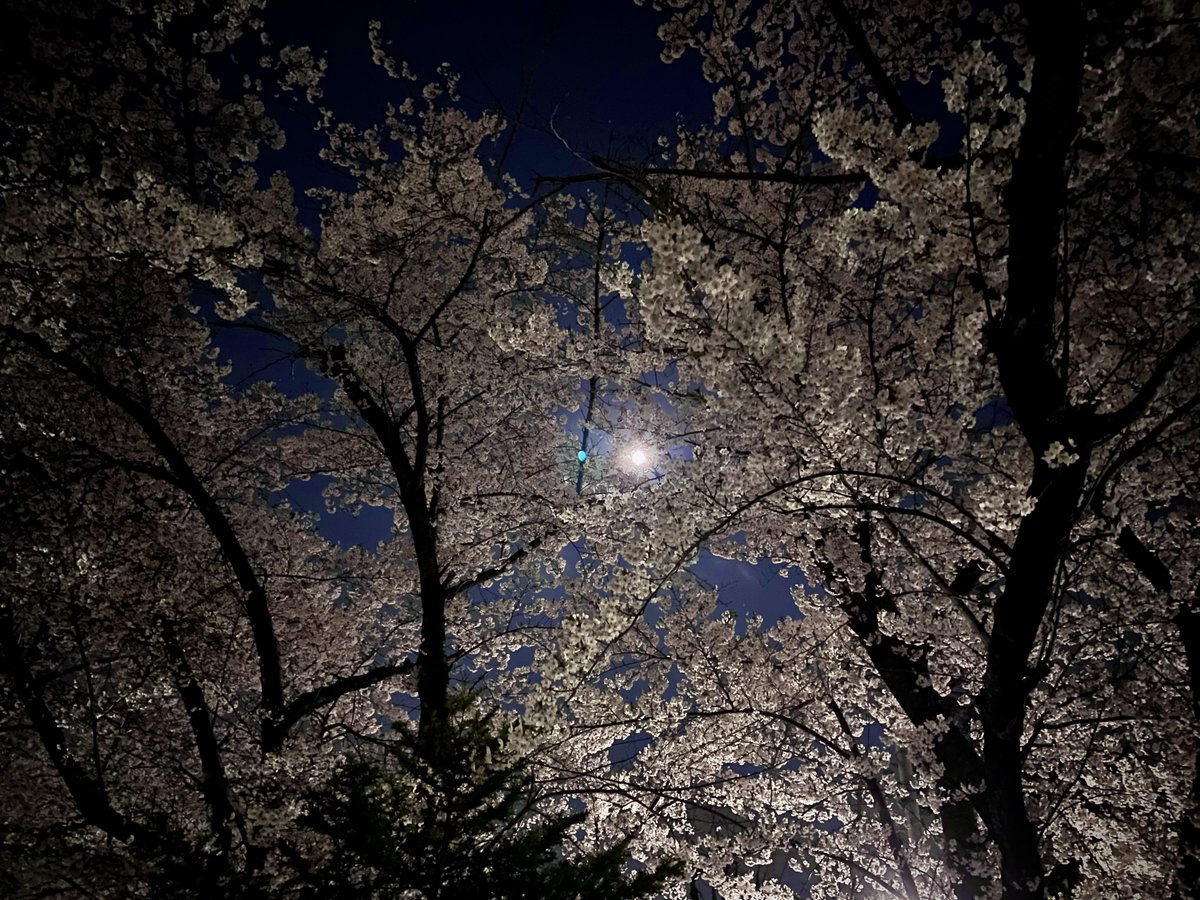jtfb's tweet image. 2026.4.29 夜桜。
満月直前、月の綺麗な夜でした。

また来年も見れたらいいね。

Place: 札幌市白石区
Camera: iPhone 12 （広角レンズ）
Apple『写真』アプリにて補正 / 調整

#桜 #夜桜 #札幌 #iPhone12