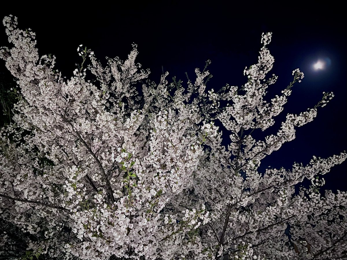 jtfb's tweet image. 2026.4.29 夜桜。
満月直前、月の綺麗な夜でした。

また来年も見れたらいいね。

Place: 札幌市白石区
Camera: iPhone 12 （広角レンズ）
Apple『写真』アプリにて補正 / 調整

#桜 #夜桜 #札幌 #iPhone12