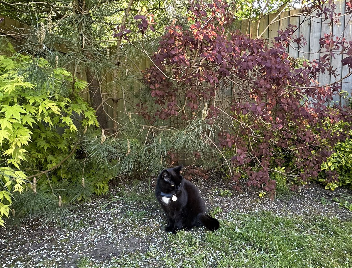 Munch Pudding™️ 🐈‍⬛ ✌🏼 🇵🇸 🇨🇺 🇬🇱 🇪🇺 tweet media