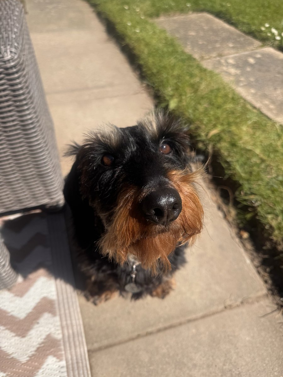 IsabellaDaxie's tweet image. Melon?🍉 
Thankyou …..

💕🐾😘💖 #feedme #treats #dogsofX #WednesdayWoofTime