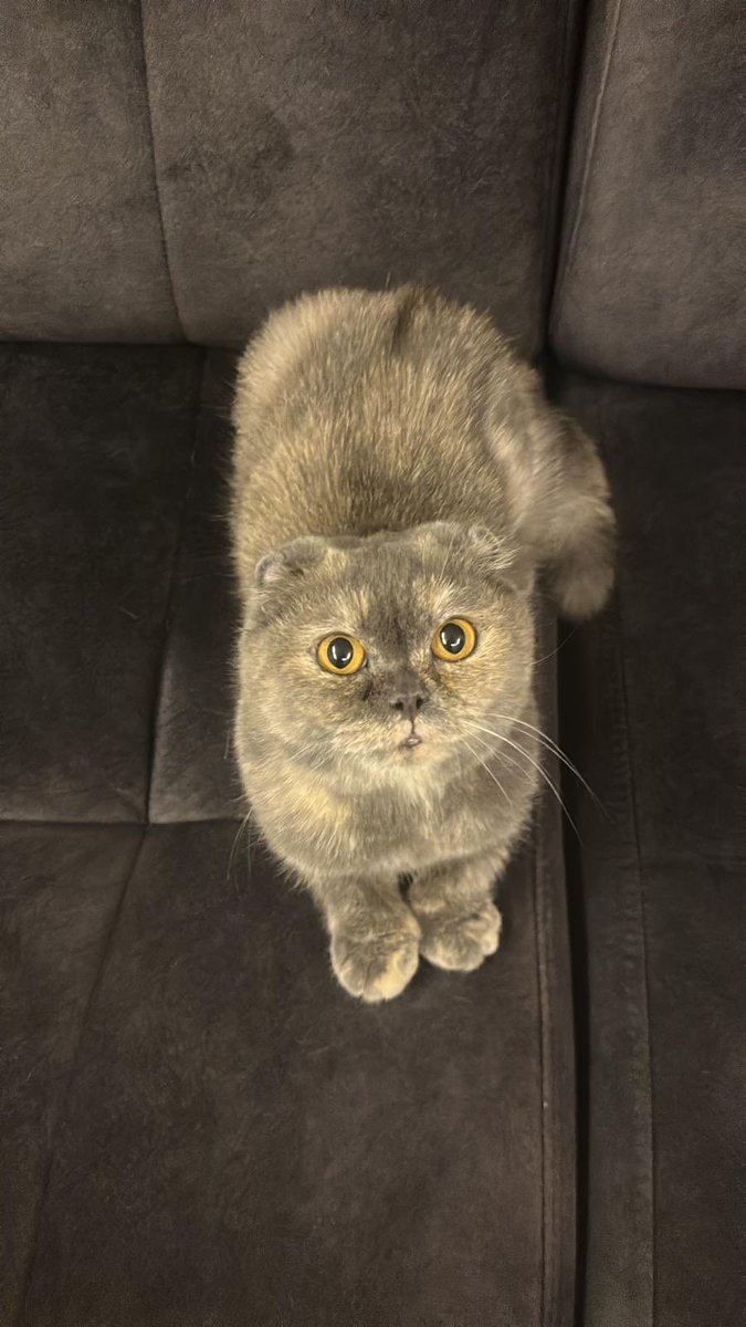 Bu çocuk Şişli'de bir veterinere terk edilmiş. 7-8 aylık kısır ve dişi kendisi. Çok acil yeni evini arıyoruz. İzmir'e nakli sağlanabilir. 

Sahiplenmek isteyenler <a href="/Emel12063304/">Emel</a> hanımefendiye yazabilir. Yaygınlaştırma ricası ile...