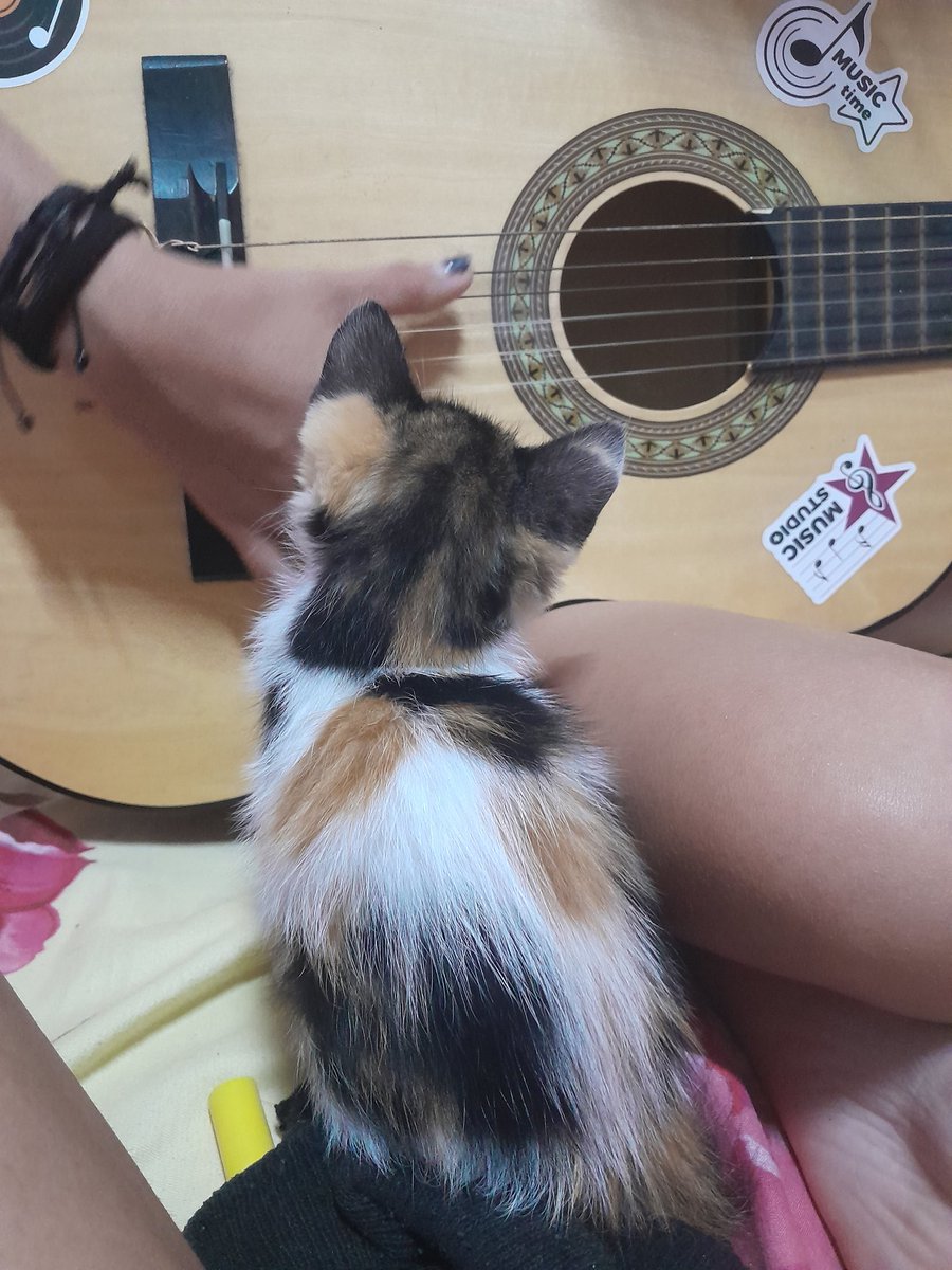 Me pareció mágico como mi gata no dejaba de mirar la guitarra mientras mi novia tocaba ✨️