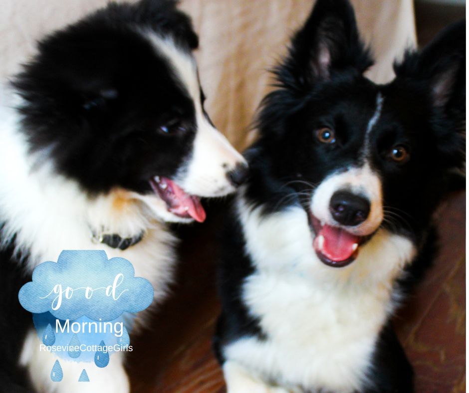 RosevineCottage's tweet photo. Good morning! What are you up to today?
#goodmorning https://t.co/IsRuM68Dc8
