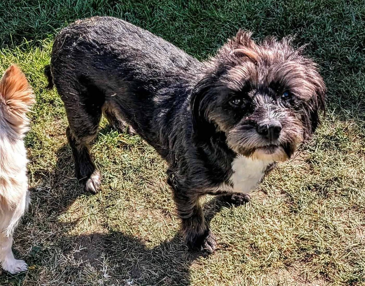 rescuedoggypaws's tweet image. Storm is in #Norfolk  The Rescue took this very sweet boy from a member of the UK public. He was in a terrible way with a skin problem. This has been identified as a chicken allergy and his coat is looking very good now
finalstoprescue.co.uk
#Norwich #Suffolk #Wymondham #Hemsby
