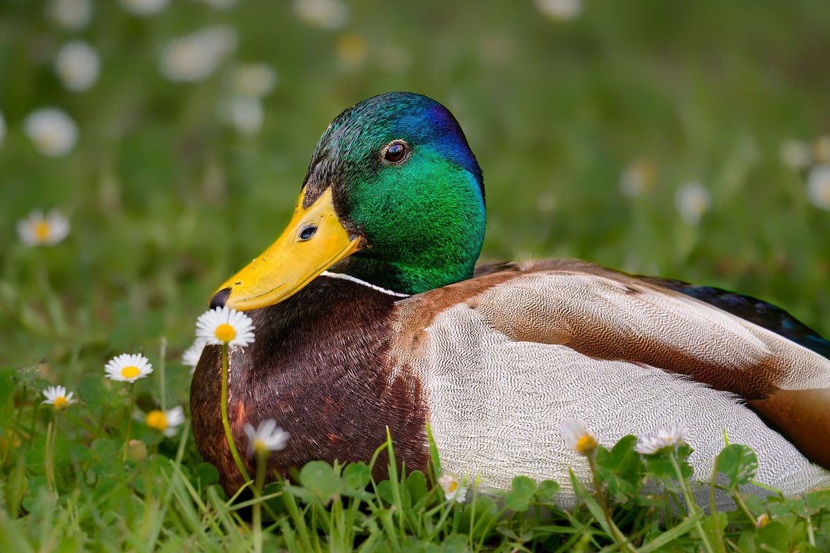 Riri Pipsqueak 🐀 tweet media