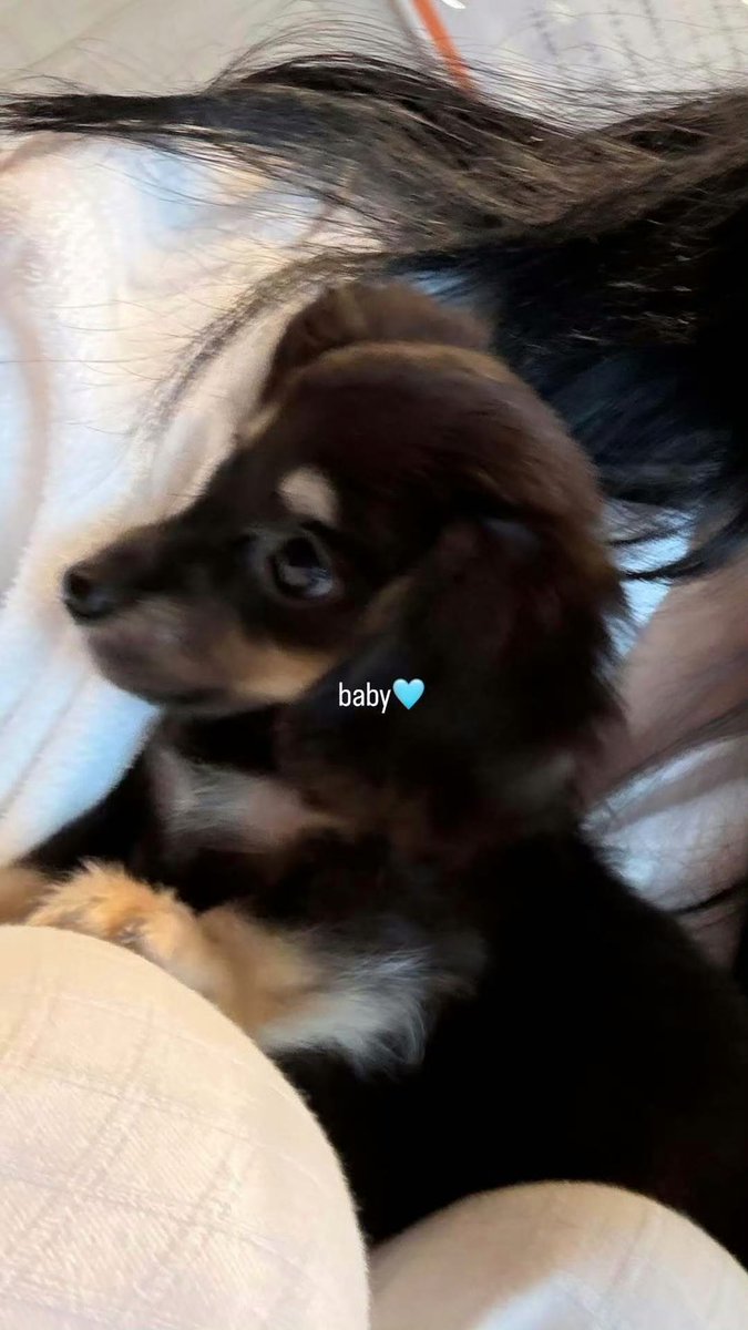 nigngie's tweet photo. long story short: i randomly came to a petshop and found this cute little thing, at first i never thought about adopting another pet, but because this puppy gave me a look that made me melt (for real T__T), i finally took the puppy home with me. so, welcome home, new baby! 🩵💭 https://t.co/HyTDhyqOrd