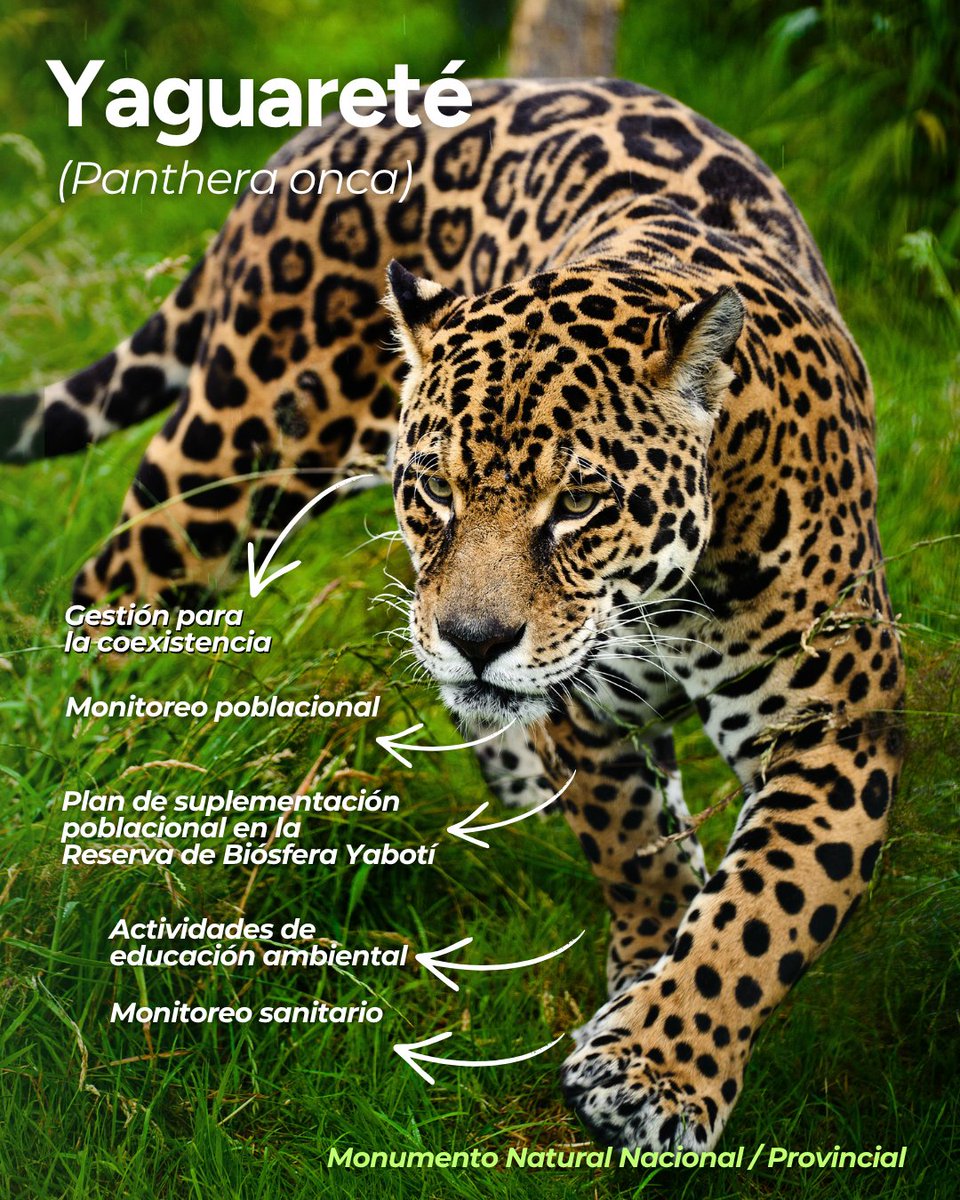 imibiomisiones's tweet image. #Efemerides En este Día del #animal, aprovechamos para contarte parte del trabajo que desde el IMiBio realizamos a diario para investigar, proteger y poner en valor cinco especies emblemáticas de nuestra fauna silvestre, muchas de ellas Monumentos Naturales de #Misiones