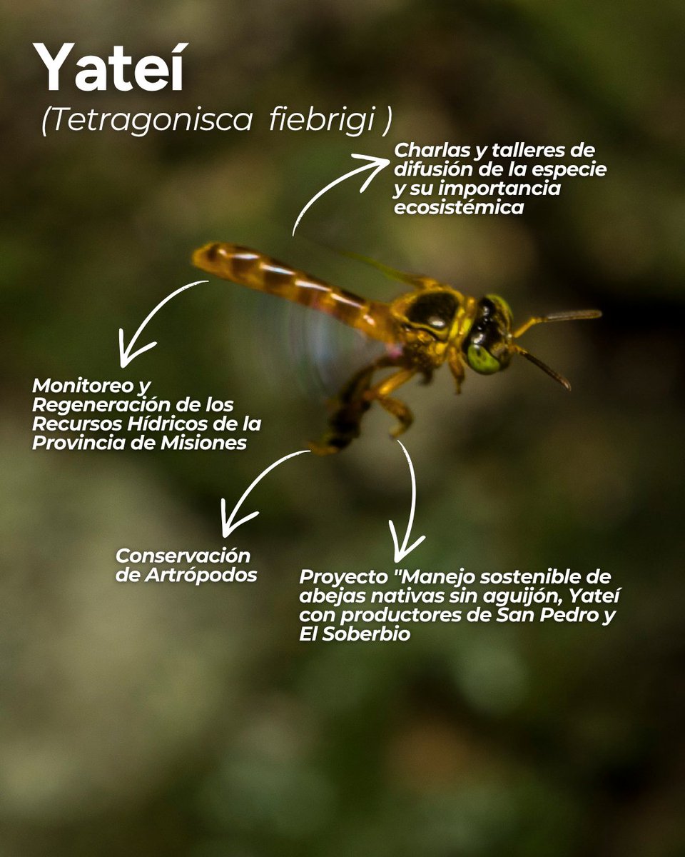 imibiomisiones's tweet image. #Efemerides En este Día del #animal, aprovechamos para contarte parte del trabajo que desde el IMiBio realizamos a diario para investigar, proteger y poner en valor cinco especies emblemáticas de nuestra fauna silvestre, muchas de ellas Monumentos Naturales de #Misiones