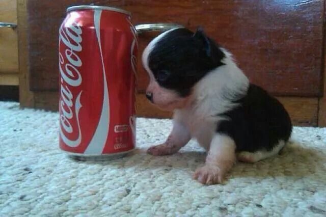 puppies tweet media