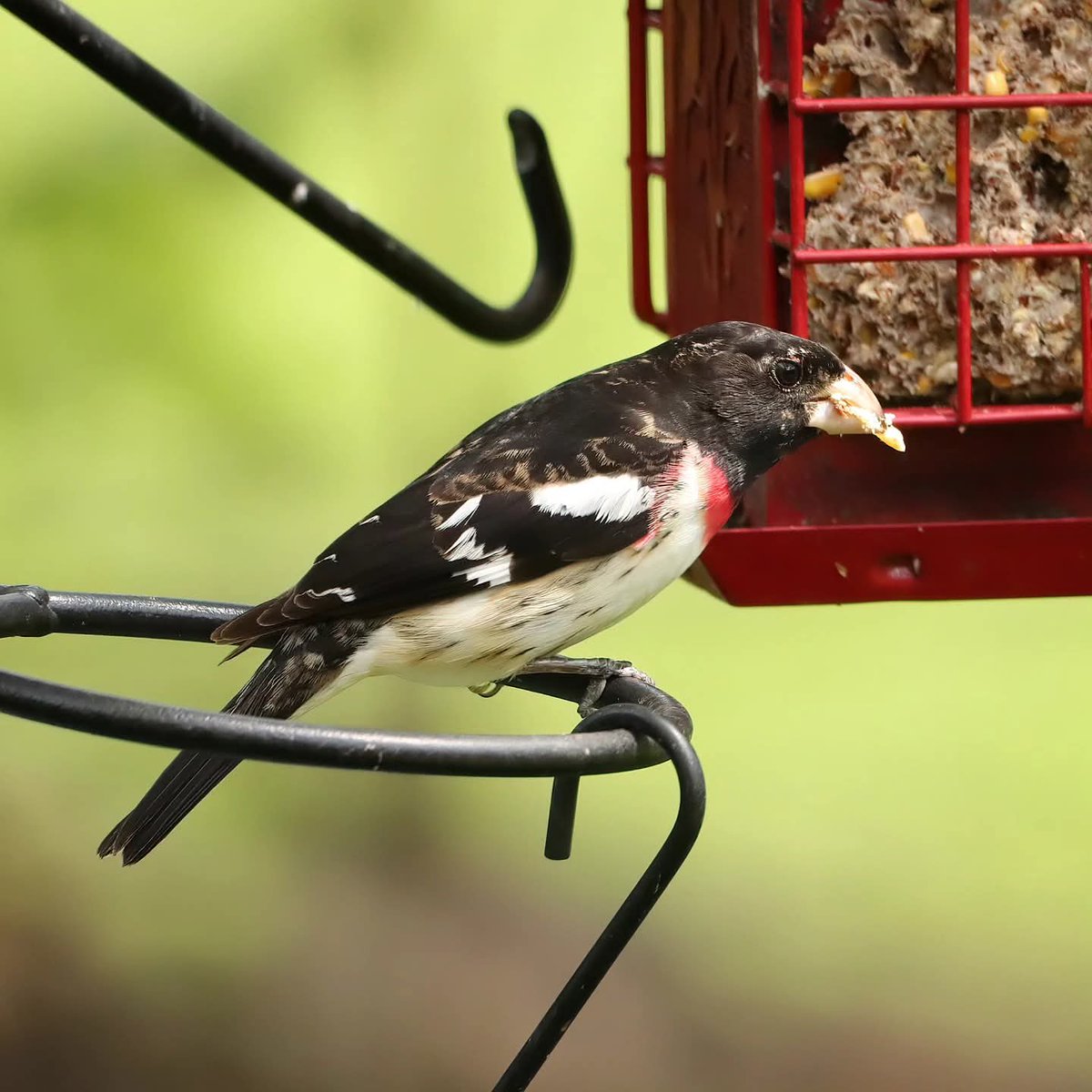 birdhouse_love's tweet image. Excited to see my first rose-breasted grosbeak of the season yesterday! 
#rosebreastedgrosbeak #birding #grosbeaks #grosbeak #ohiobirds #ohiobirdworld