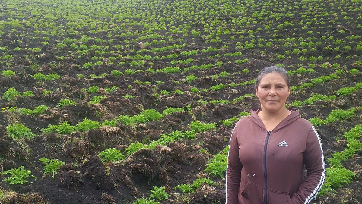 Agricultura_CZ6's tweet photo. #Cañar | En la parroquia #Zhud brindamos asistencia técnica para fortalecer los controles fitosanitarios en cultivos de ciclo corto como papa, hortalizas y verduras, promoviendo la agricultura y la productividad de nuestros pequeños y medianos productores.

#ElNuevoEcuador https://t.co/rVeJIoPYvn