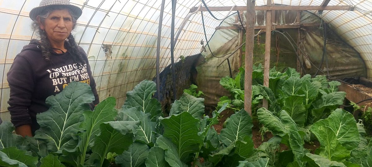 Agricultura_CZ6's tweet photo. #Cañar | En la parroquia #Zhud brindamos asistencia técnica para fortalecer los controles fitosanitarios en cultivos de ciclo corto como papa, hortalizas y verduras, promoviendo la agricultura y la productividad de nuestros pequeños y medianos productores.

#ElNuevoEcuador https://t.co/rVeJIoPYvn