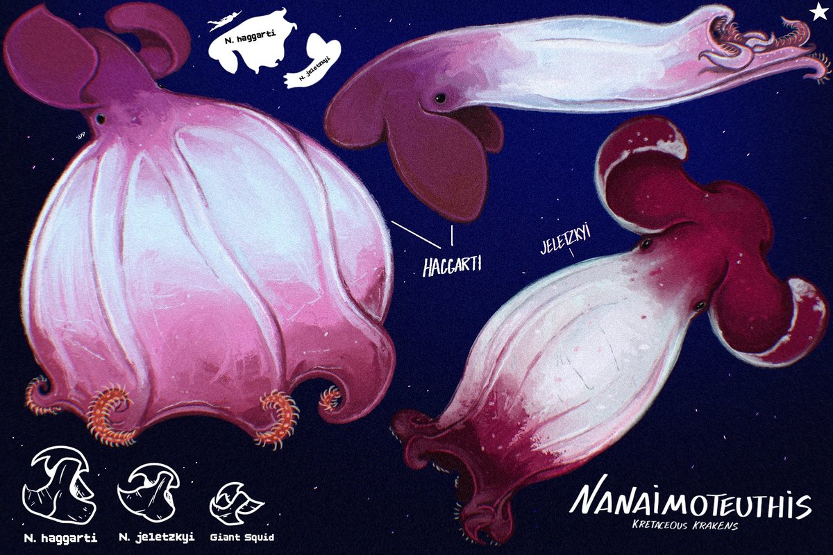 RRattrap's tweet photo. @switch_n_smirk Speaking of there was a giant fossilized octopus beak that was described recently called Nanaimoteuthis. It's been nicknamed the Cretaceous Kraken an has been estimated to be between 7-19 meters long. Tho alotta people doubt the upper size estimates. https://t.co/XBKRxmlAWo