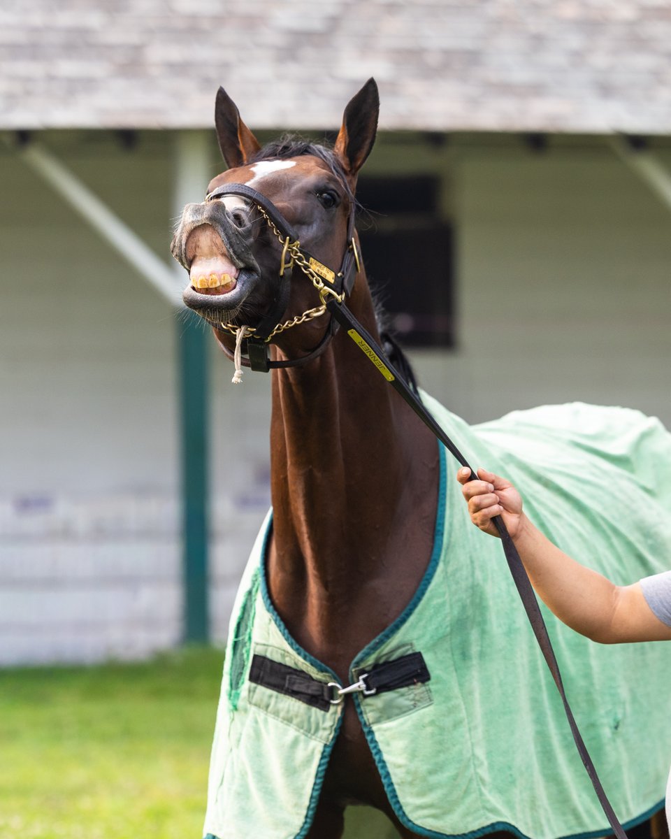 Pin Oak Stud tweet media