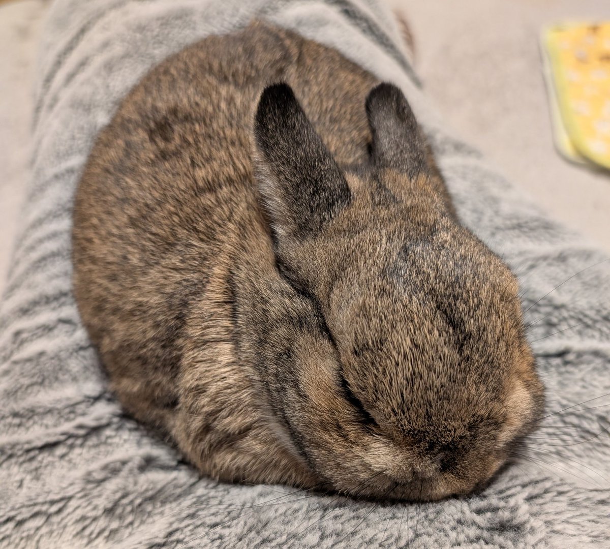 マナティ tweet media