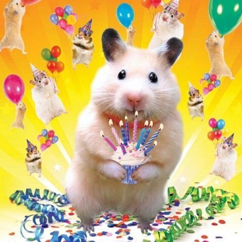 hannul66's tweet photo. 햄프로디테의 생일날입니다 https://t.co/Sqfe3gUJHQ