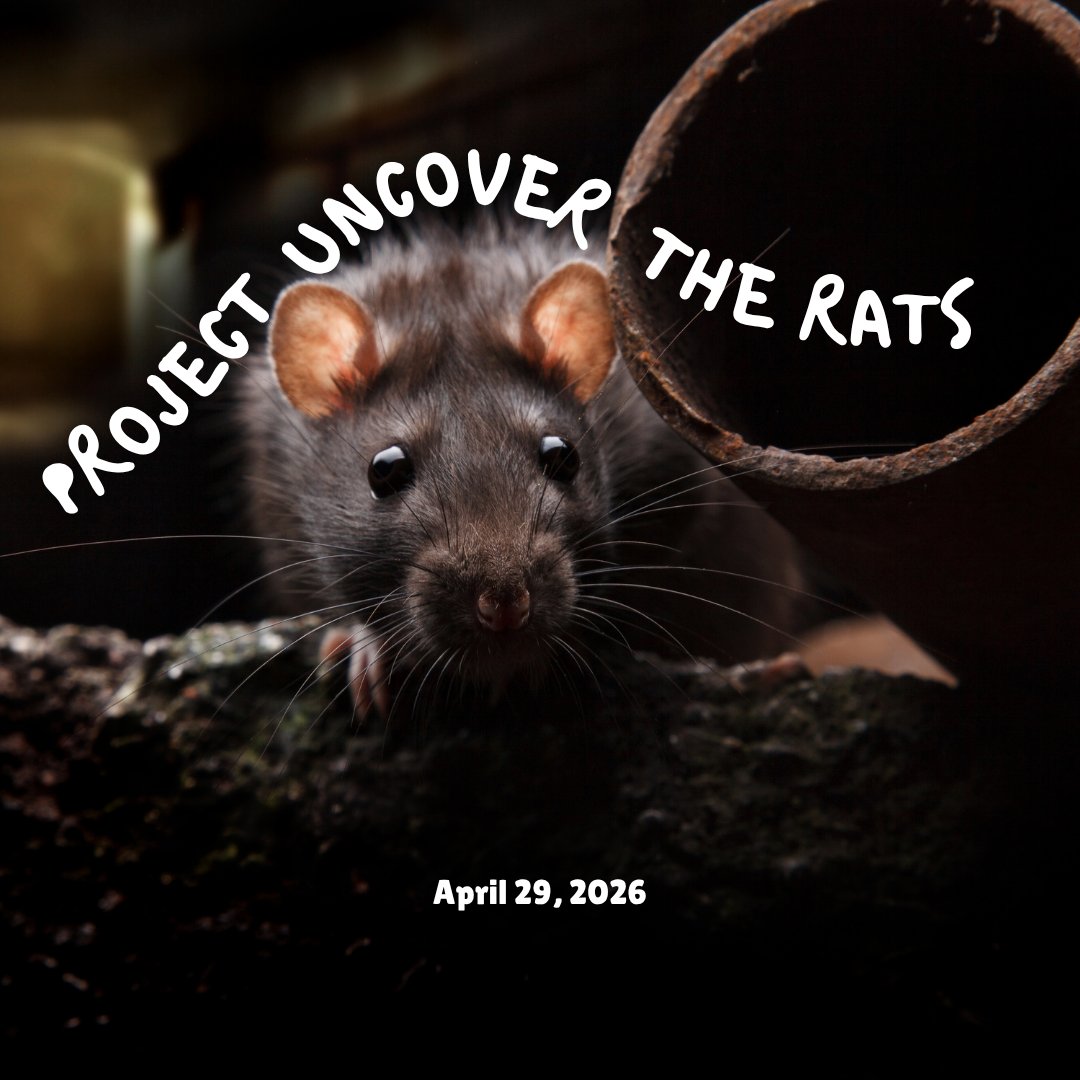 April 29, 2026
PROJECT UNCOVER THE RATS

I haven’t been to the Council Chambers of Heaven for some time, but I found myself there this morning, standing behind my Elder. I bent to kiss the top of his head, and he reached back and warmly pressed my hand. I became aware of Angels