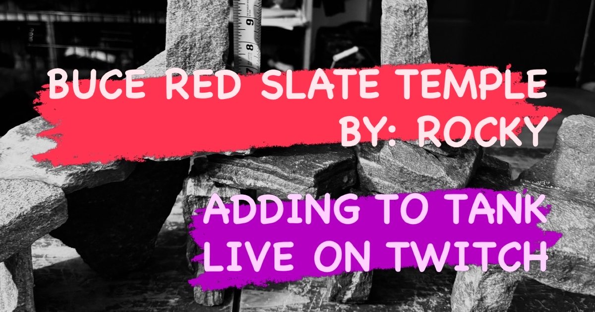 stayathomerocky's tweet image. ☑️ADDING MY SLATE CAVE TO THE TANK
☑️TURNING ON BUBBLES FOR PIRATE SHIP
☑️PLAYING WITH PLANTS
✅SUB GOALS AND WAYS FOR VIEWERS TO INTERACT WITH THE TANK, ADJUST LIGHTS, PICK A FISH, NAME A FISH etc…

#glofish #aquariums #twitchstreamer #viral #live #animals #plants #rocks #hey