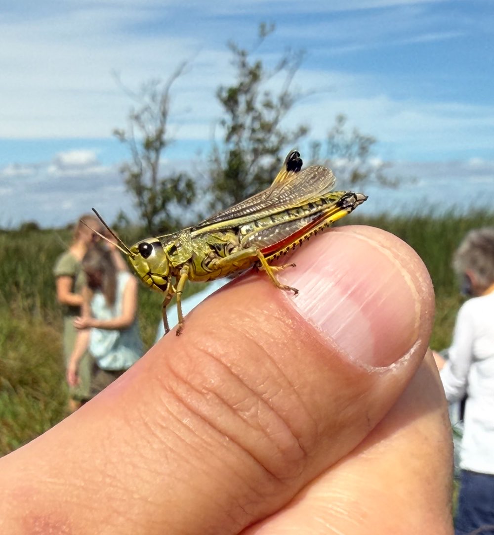 AWPRCO's tweet photo. I’m sure many of you are interested in the plight of our rarest UK Grasshopper…..so a piece I filmed last year about the reintroduction of Large Marsh Grasshopper at Wild Ken Hill with @Stuvigreen should be on The One Show tonight, 7pm on BBC One. https://t.co/Ti8Yyya4YS