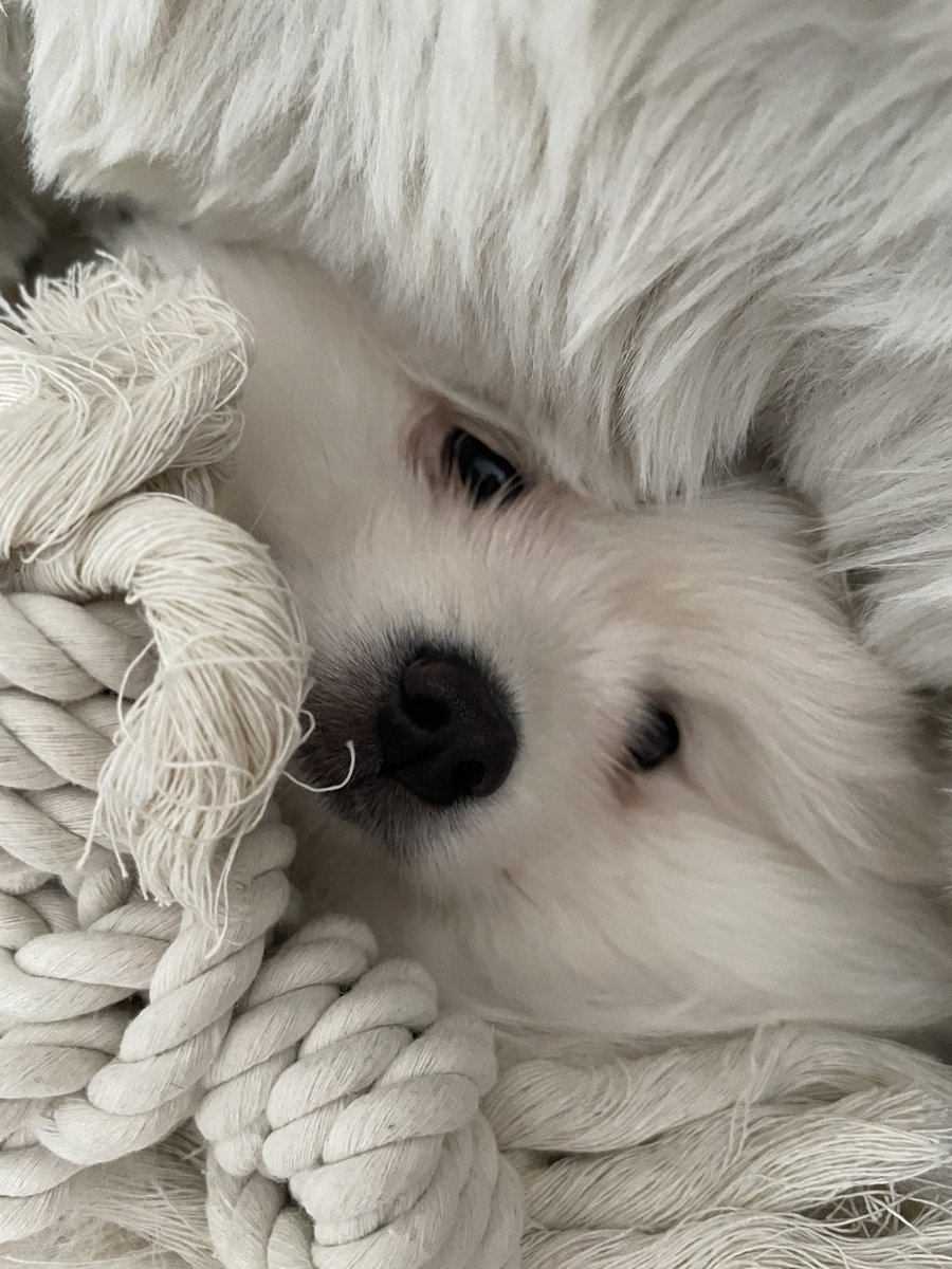 Nimintie's tweet photo. New puppy :3 https://t.co/vP4JtOEmJ4