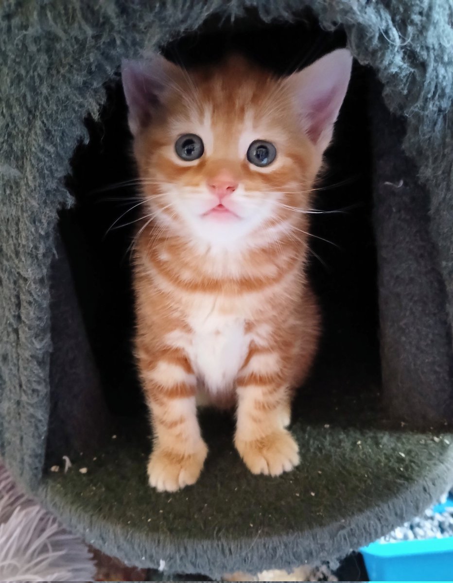 Tina Buddle tweet media