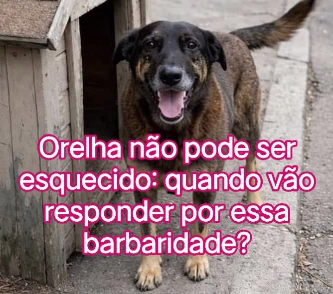 Orelha não pode ser esquecida — até quando essa barbaridade vai ficar impune? Quem fez isso precisa responder, a crueldade não pode ser ignorada.

#JustiçaPorOrelha
#EternoOrelha