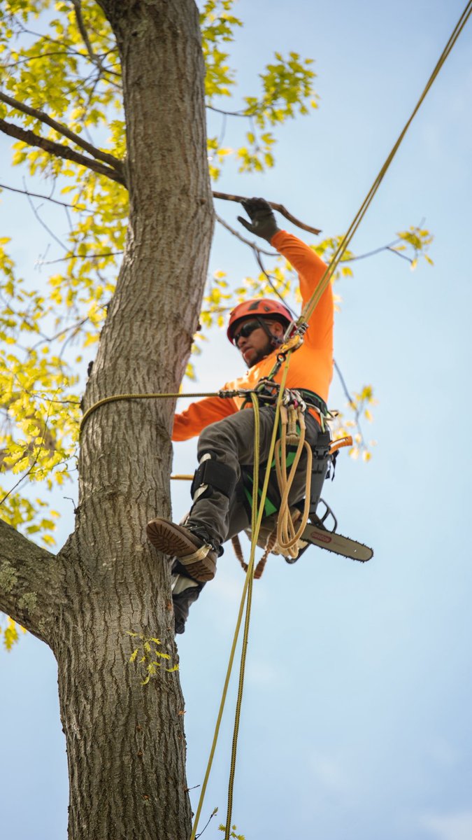 KJTreeService's tweet image. Keeping your canopy safe, strong, and built to last. 🌳
-
-
-
#treeremoval #treework #treeservice #arboristlife #connecticut