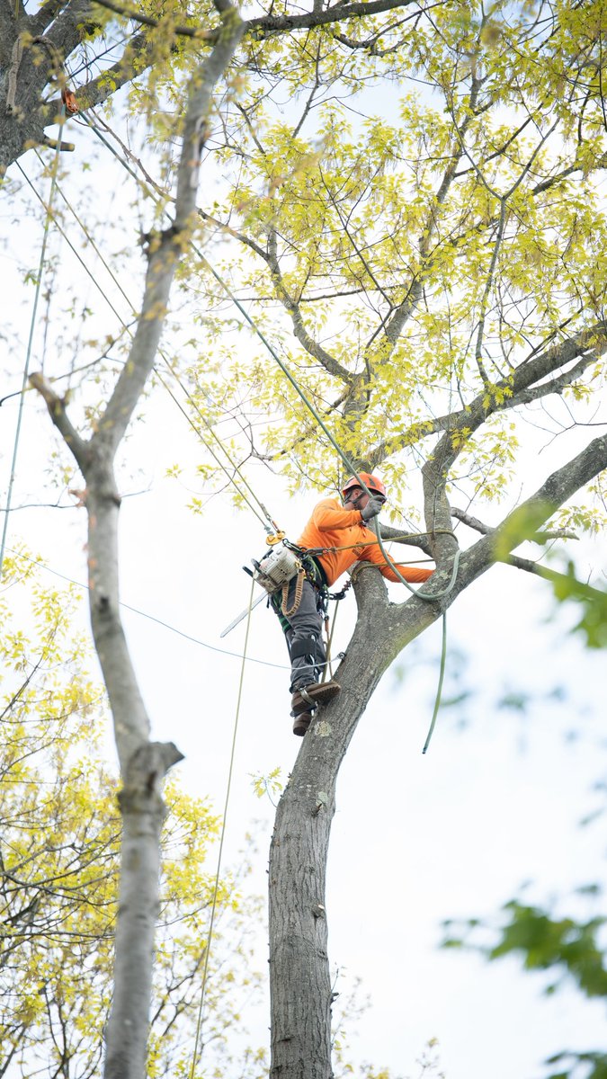 KJTreeService's tweet image. Keeping your canopy safe, strong, and built to last. 🌳
-
-
-
#treeremoval #treework #treeservice #arboristlife #connecticut
