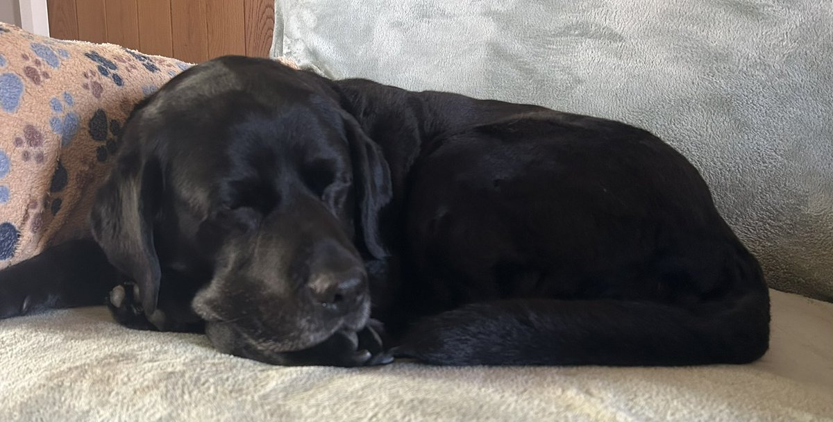 Jura_Harris's tweet image. I’m just back from the vet lady Victoria who gives mum a piece of paper so she can give me my monthly jabs. 😳 She thinks I’m fabulous for my age. So does mum! #Jura #Thirteen 🖤💖