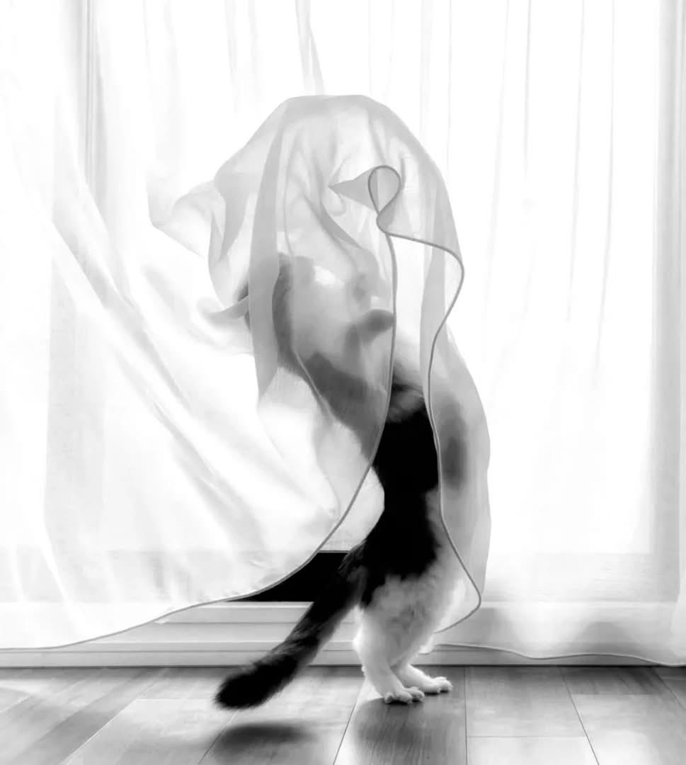 A Feline Specter by Ali Beigi
The line between ordinary play and performance art is thin, especially when there's a breeze involved. Ali Beigi masterfully captures this bipedal feline as it dances with the sheer fabric, appearing more like a ghostly apparition than a cat playing