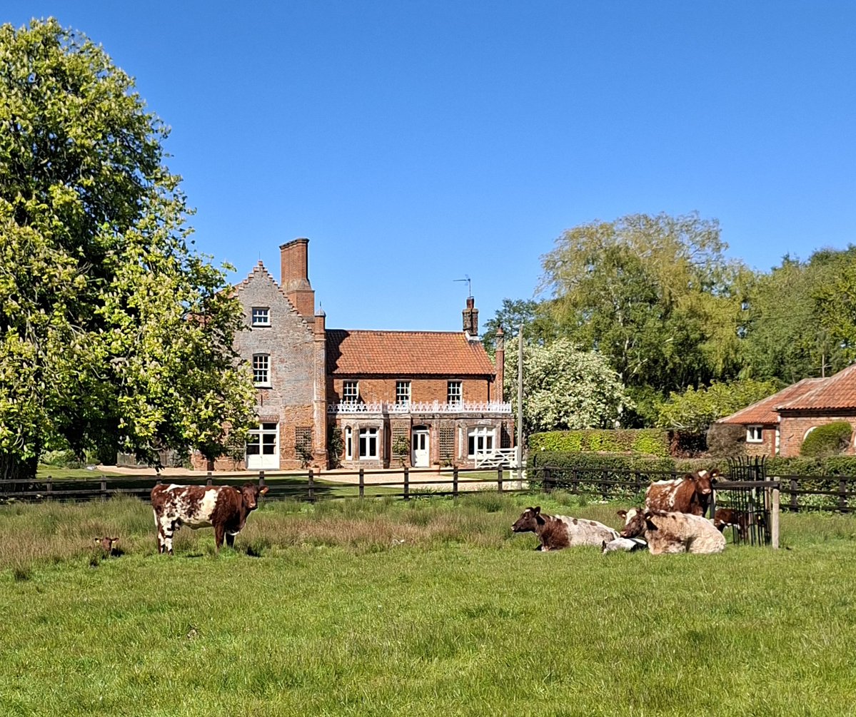 mycathardy's tweet image. Sherborne is a small idyllic village in North-West Norfolk. This is Sherborne Hall Farm with its herd of red and white cows. I don't know the name of the breed. #farms #cattle #Norfolk