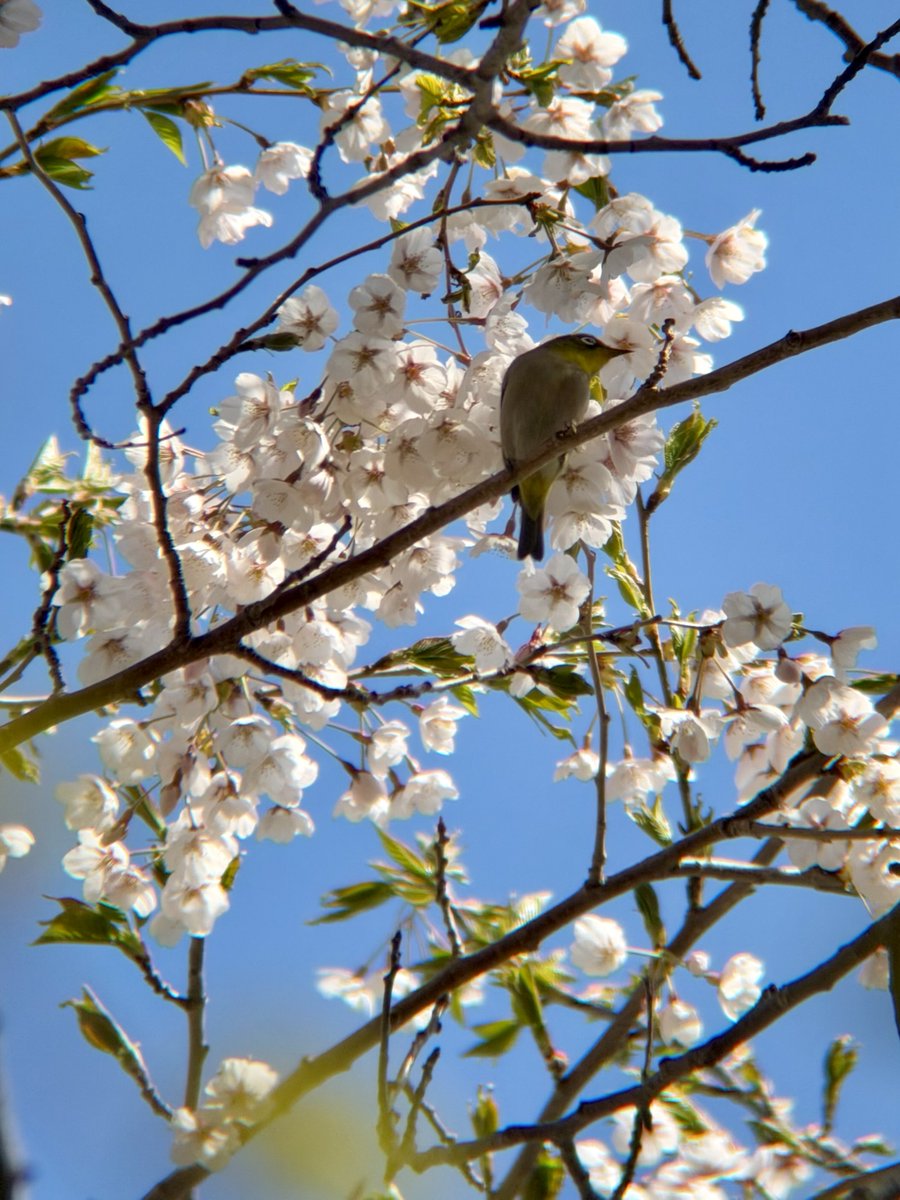 桜好きの皆さま🌸🐦