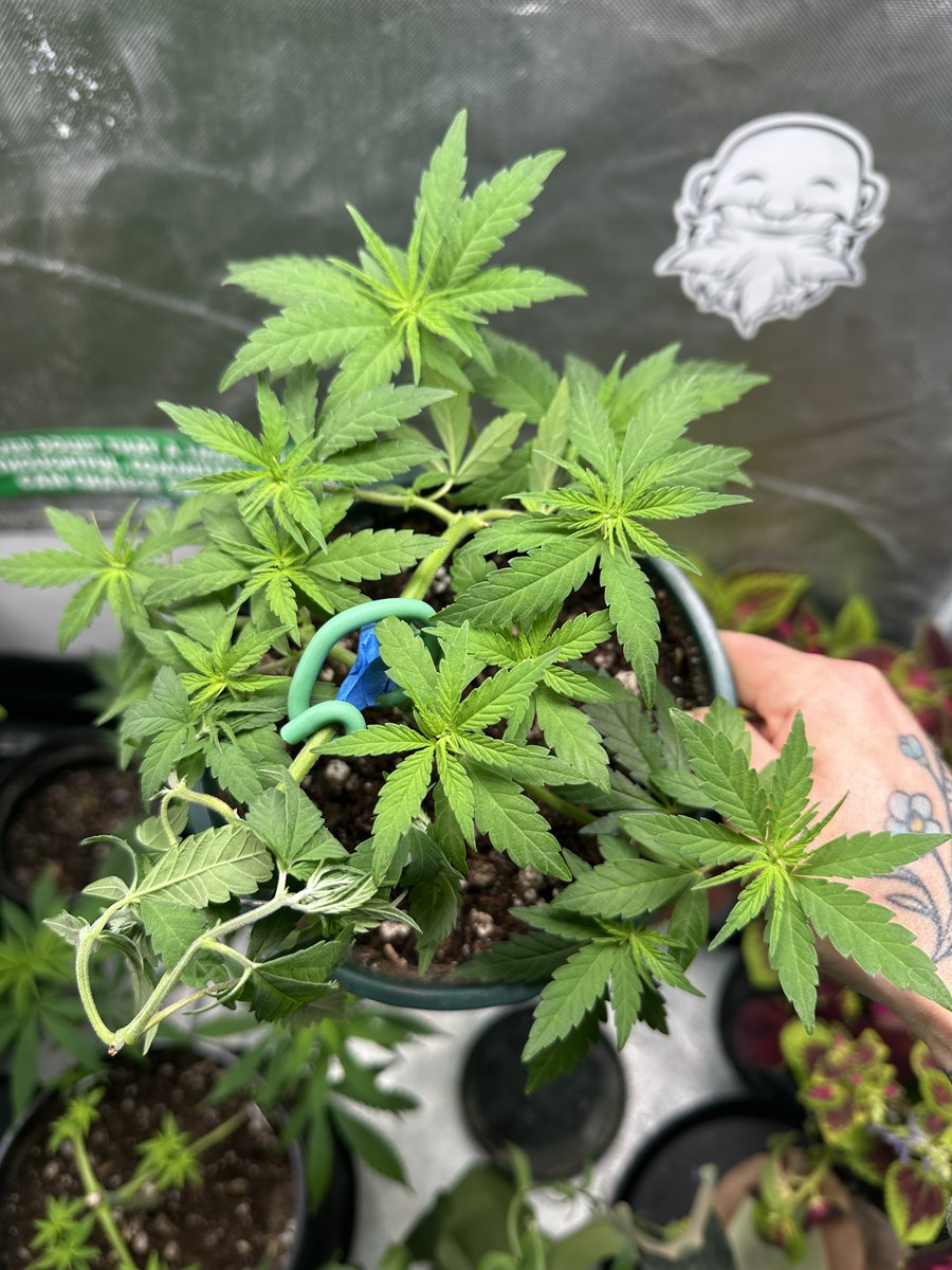 Highly Ganjanous tweet media