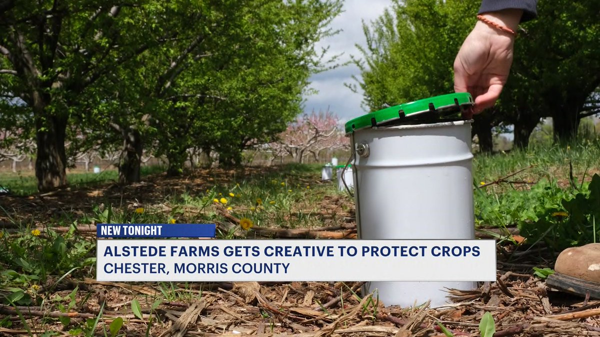 TheScalesTeam's tweet photo. A sudden return to near-freezing temperatures in New Jersey is forcing farmers to take extra steps to protect crops that began blooming during an early...
https://t.co/MXz0MDdIcb https://t.co/ggt7btby4f