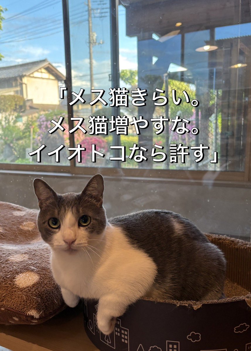 多頭崩壊してたばーさんが入院し、先日死んだらしい。
猫トータル17？残して。
風邪症状蔓延してる現場。
成猫はFIV(+)

他に猫3頭拾ったら2頭が9頭出産したとか。
猫飼っちゃいけないアパートだっけかな。

個人で対応しきれる規模じゃない。
うちも来月1頭増えるし部屋が足りない。
どう手伝うか…