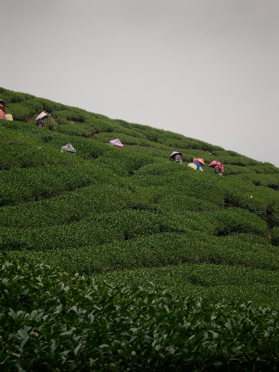 TeaMastersBlog's tweet photo. L'IA subventionne le Oolong de Taiwan ce printemps : https://t.co/hJTz8EMLBO https://t.co/kJpF2yh67M